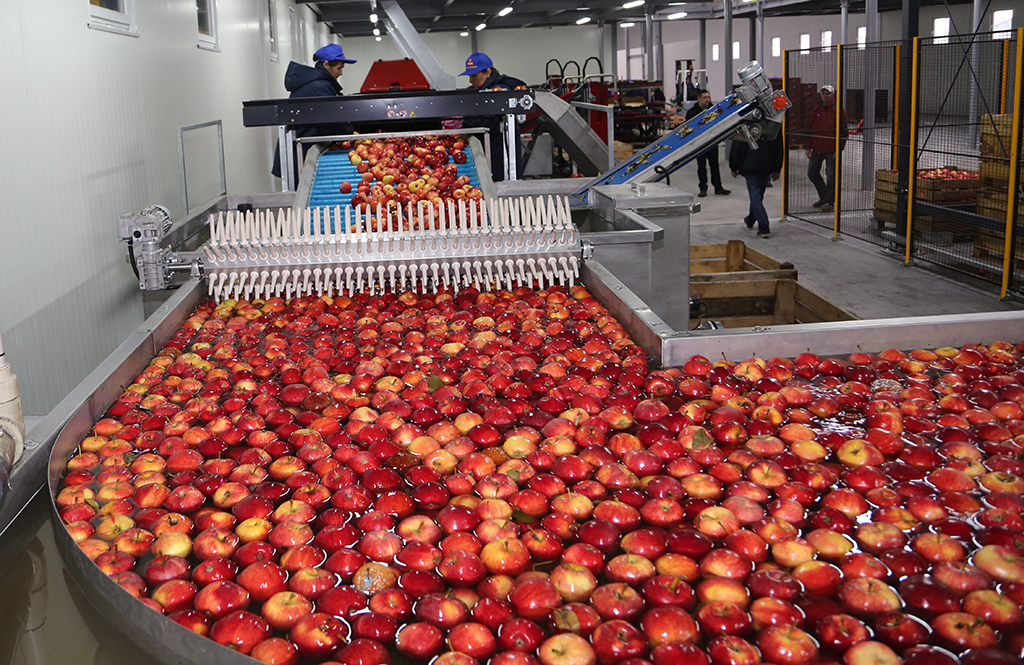 Цех переработки фруктов. Сортировка яблок. Переработка фруктов. Сортировка фруктов на заводе. Цех по переработке яблок.